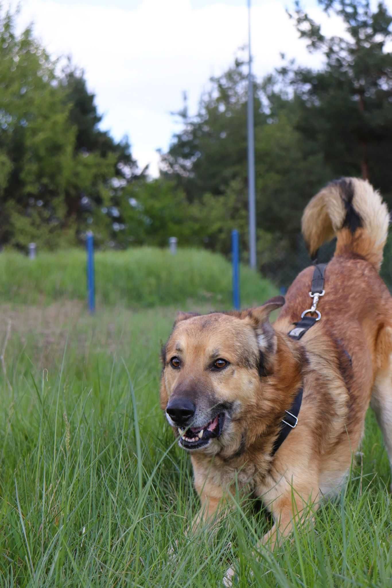 Figo szuka domu adopcja 2 lata przyjazny