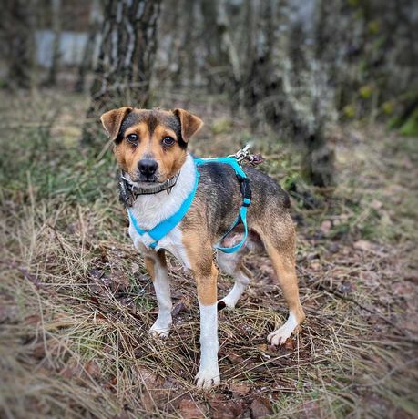 7kg piesek w typie Jack/ Parson Russell terier do adopcji