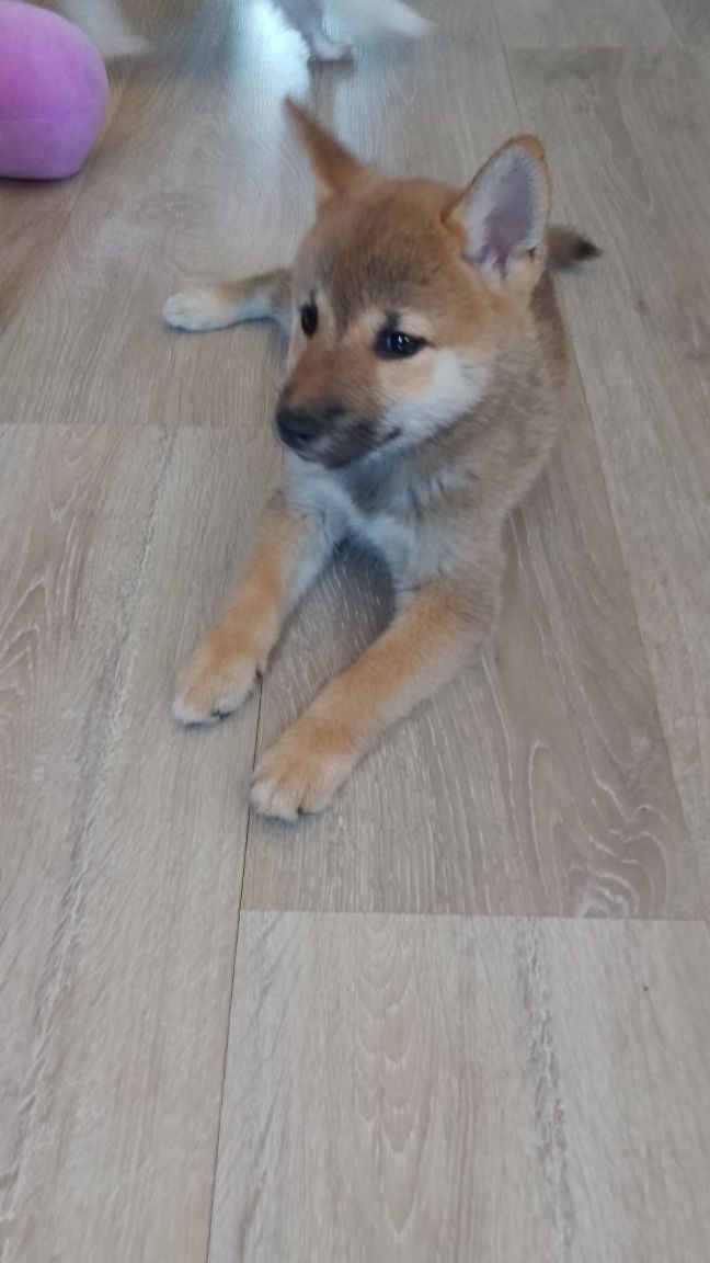 Suczka Shiba Inu gotowa do zmiany domu