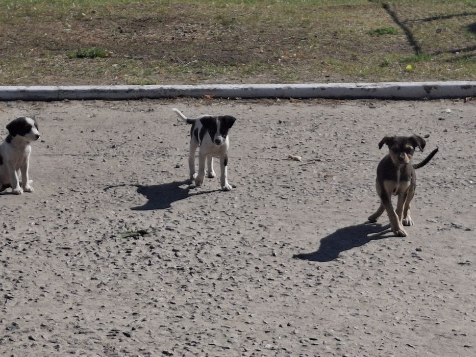 Цуцики та прецики, в гарні руки безкошовно