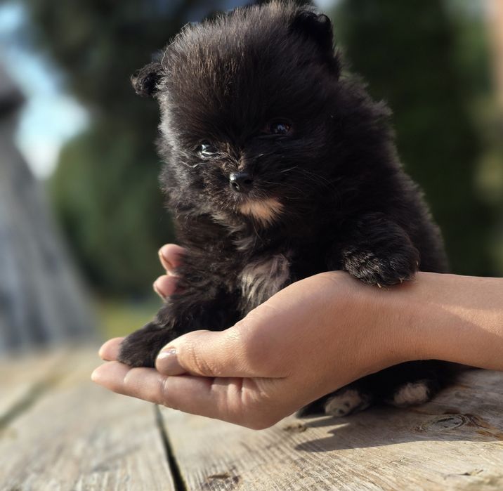 Pomeranian  Szpic miniaturowy