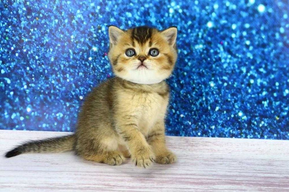 Хлопчик прямовушка. Є така саме дівчинка