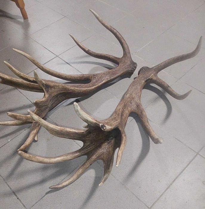 Poroże jelenia zrzuty