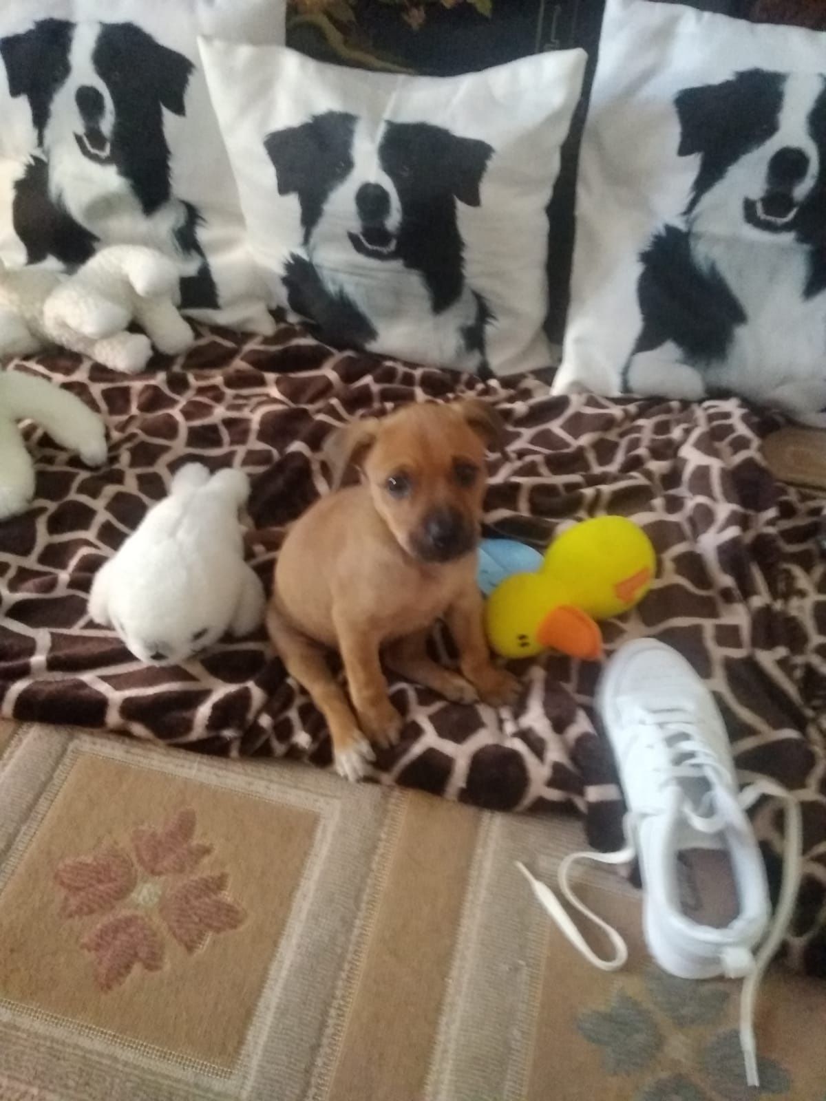 3 bebés para adopção