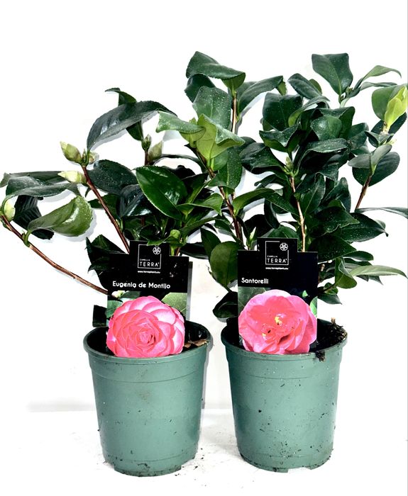 Камеліі в асортименті. Доставка по Україні.