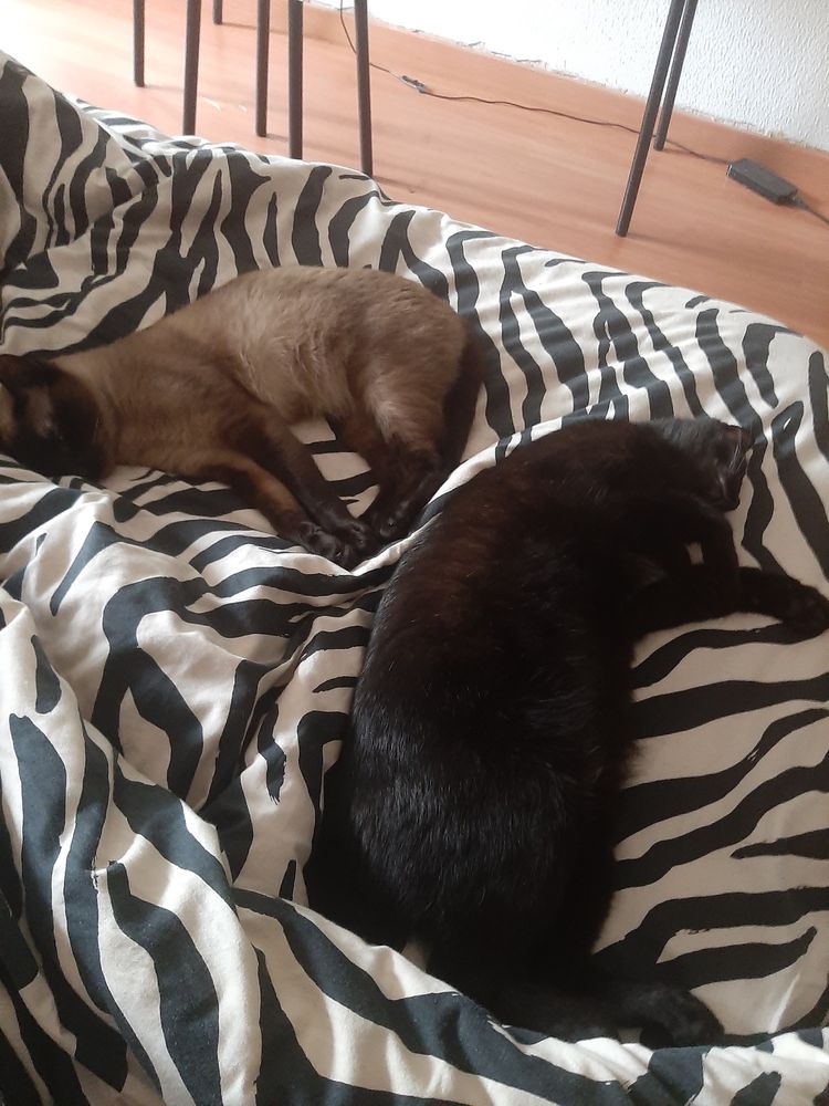 Gato para adopção