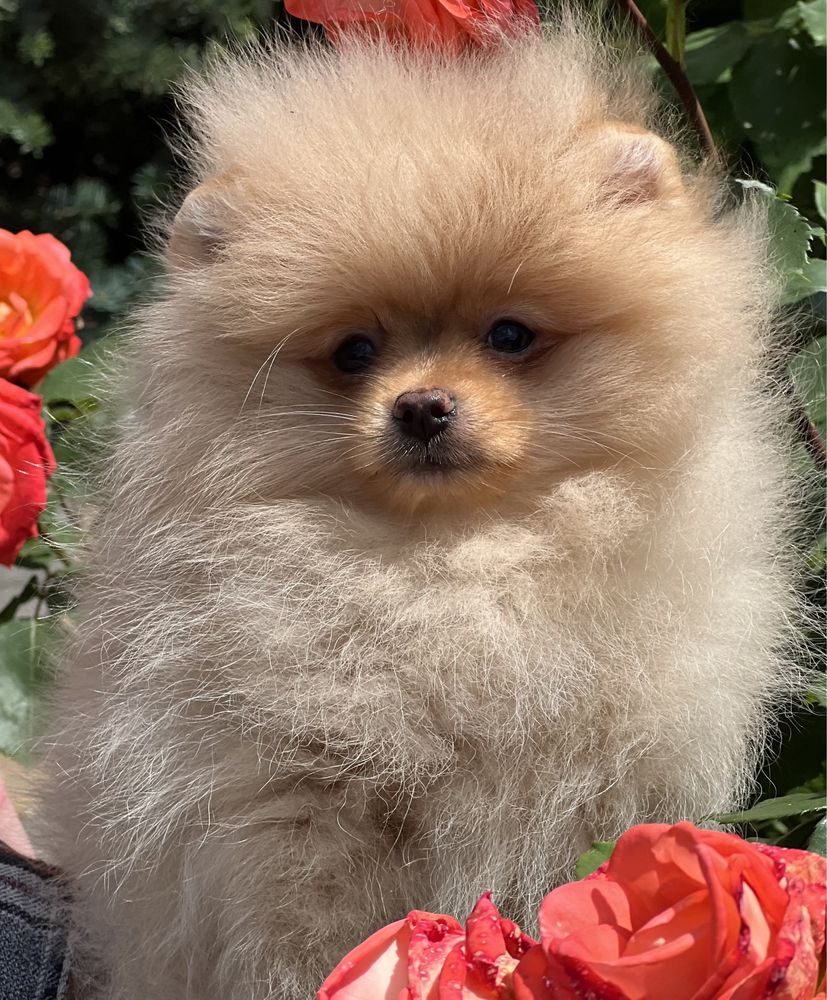 Malutki piesek rasy pomeranian