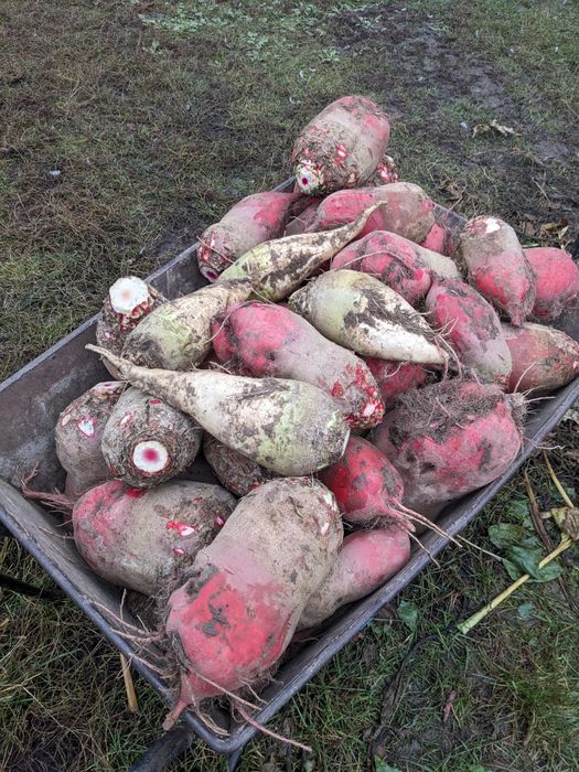 Буряки кормові, великі