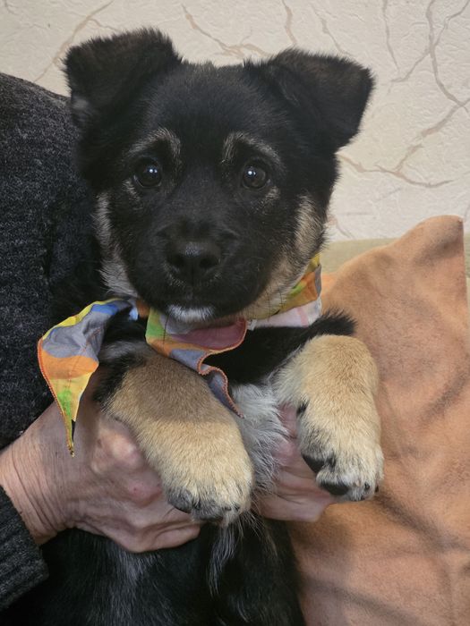 Цуценя Балу із притулку шукає родину. 3 міс. Щеплений, доставка