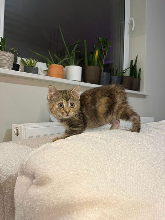 Franio i Jadzia około trzech miesięcy