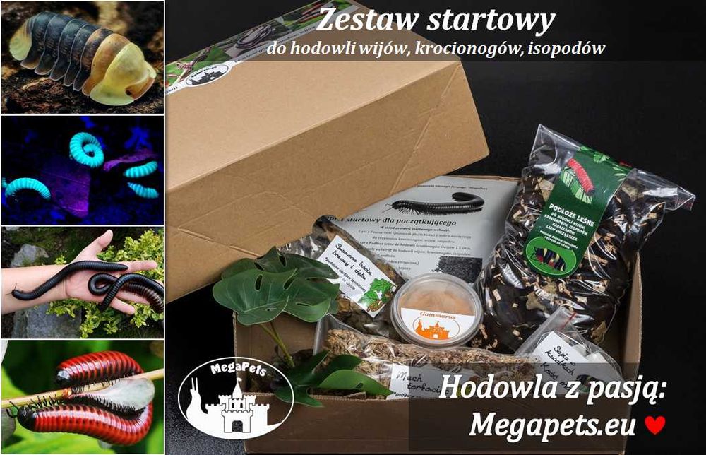 Xenobolus carnifex Krocionóg Stonoga Wije Karaczany Izopody Ślimak