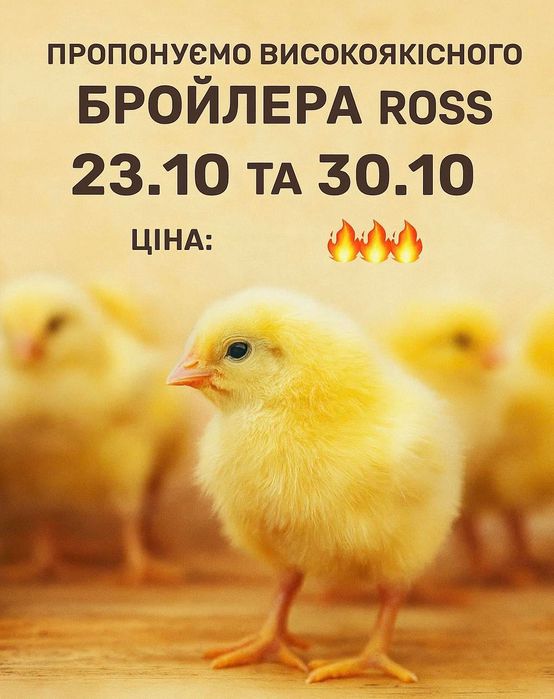 Пропонуємо високоякісного бройлера Росс (Угорщина)!