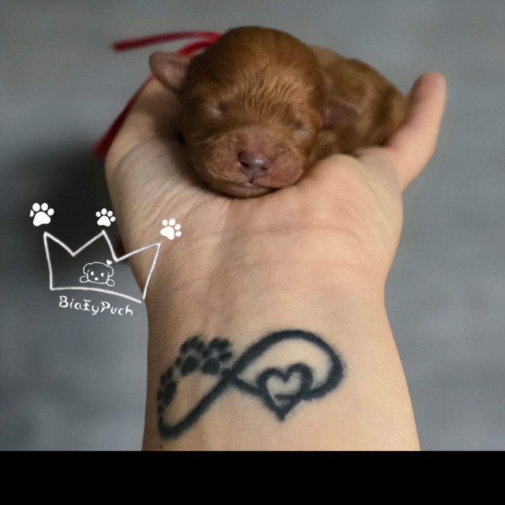 Pudel toy maltipoo bichpoo pochoon f1b red badania paszport wyprawka