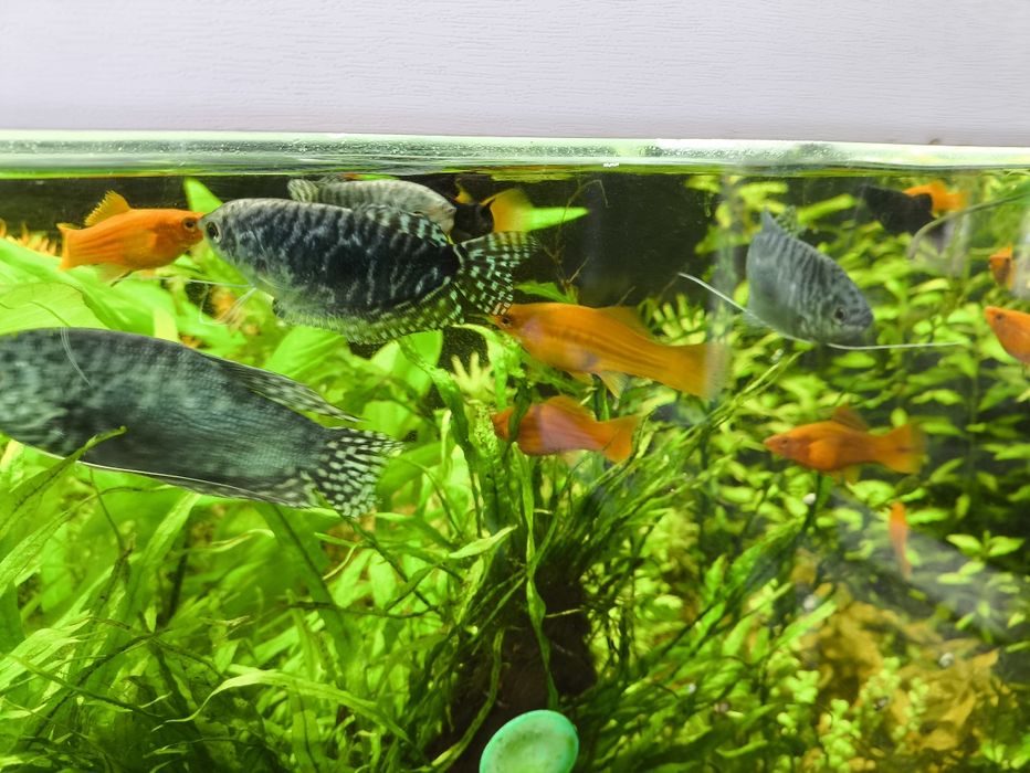 Аквариумные рыбки.