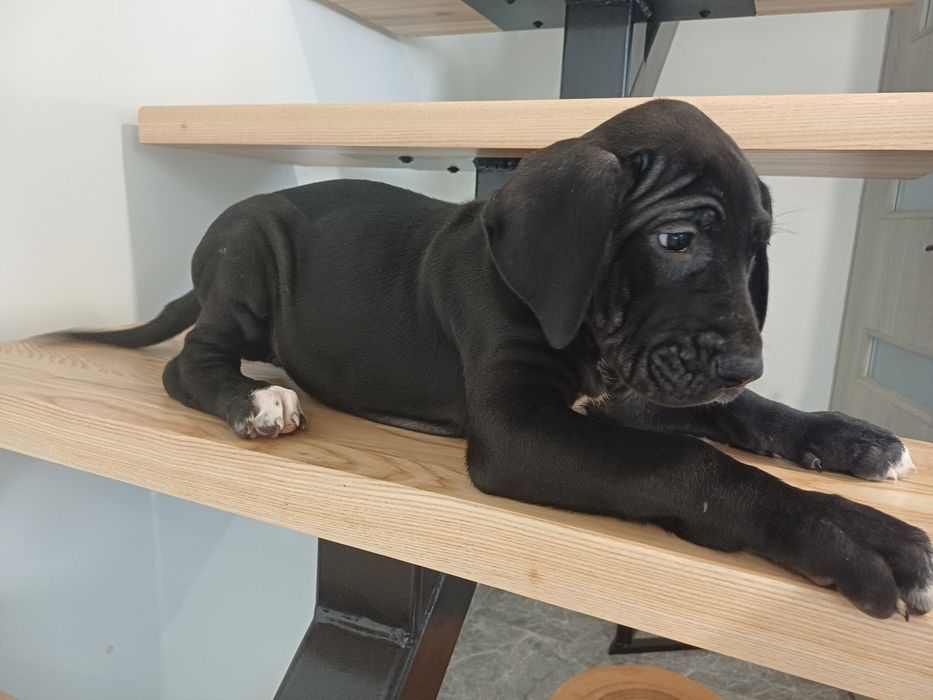 Sunia dog niemiecki czarna