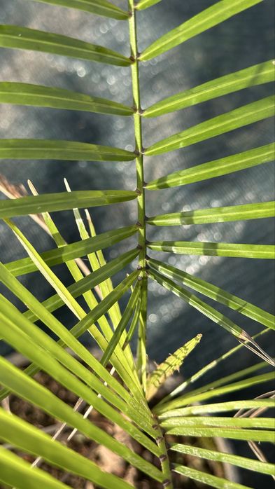 Palmeira lytocaryum weddellianum