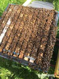 Odkłady pszczele,na rok 2023.