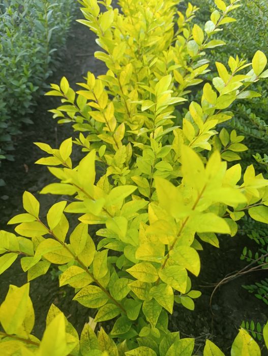 Ligustr Ovalifolium Vicaryi