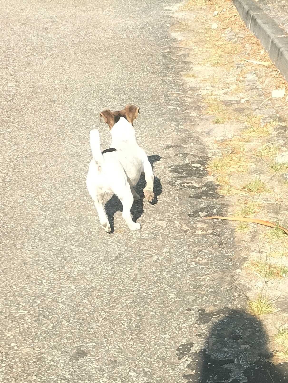 Jack Russell Terrier  femea