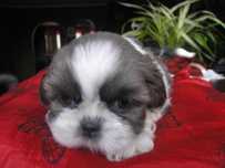 szczeniaczek  SHIH TZU miniaturka umowa PASZPORT rodowód