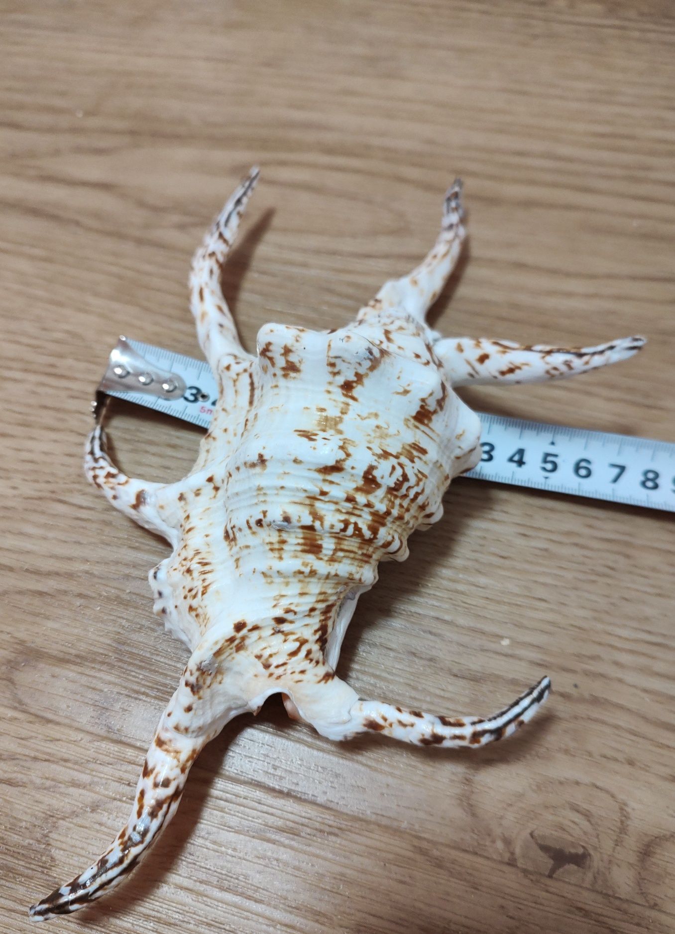 Ракушка большая из южных морей