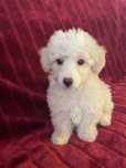 Caniche menino mini