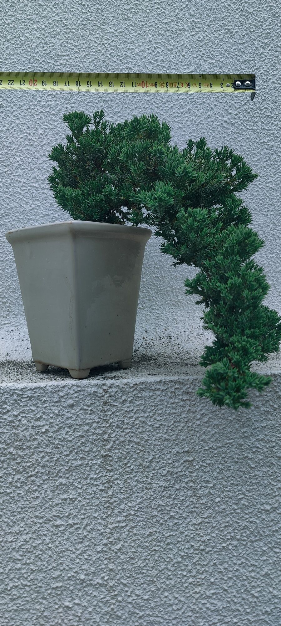 Bonsai Juniperus P. Nana