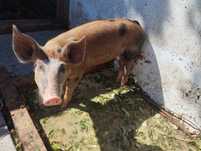 Porquinho 3 meses