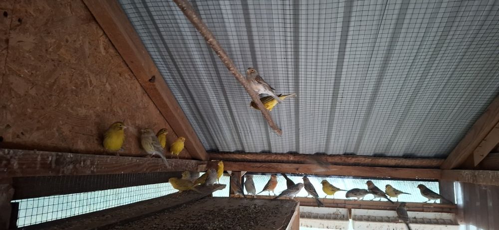 Kanarek agat czerwona mozaika, agat żółty z 2023r. i 2024r.