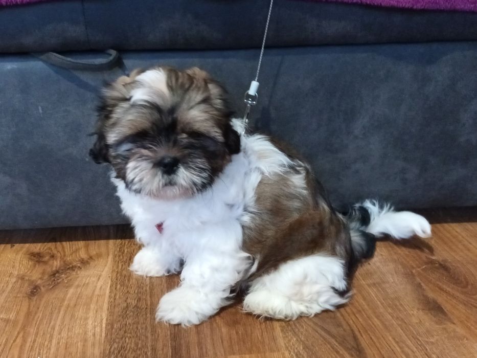 Piesek biało brazowo czekoladowy shih tzu