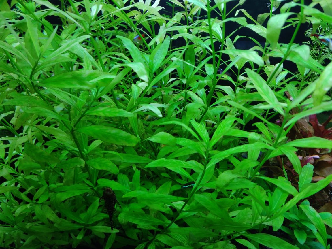 Rośliny akwariowe Hygrophila Polysperma