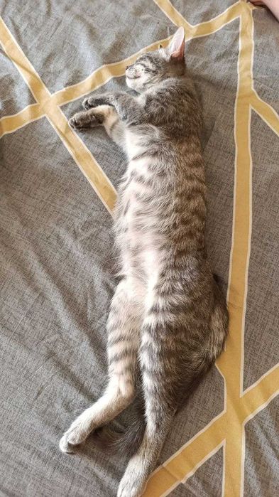 Домашняя передержка кошек