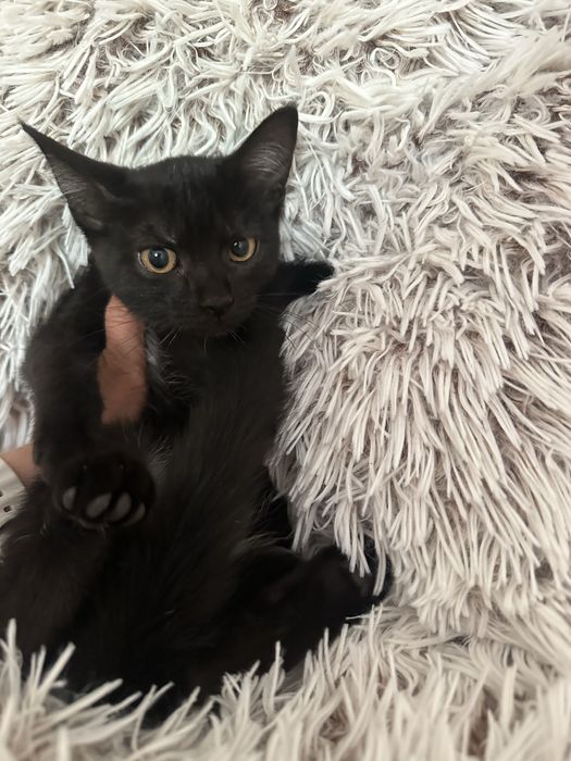 Котики шукають сімʼю