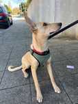 Cachorra para adoção responsavel