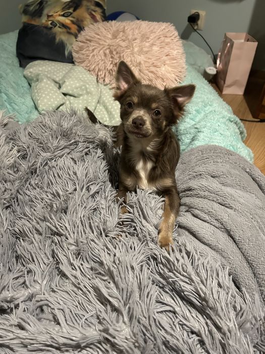 Piesek chichuahua