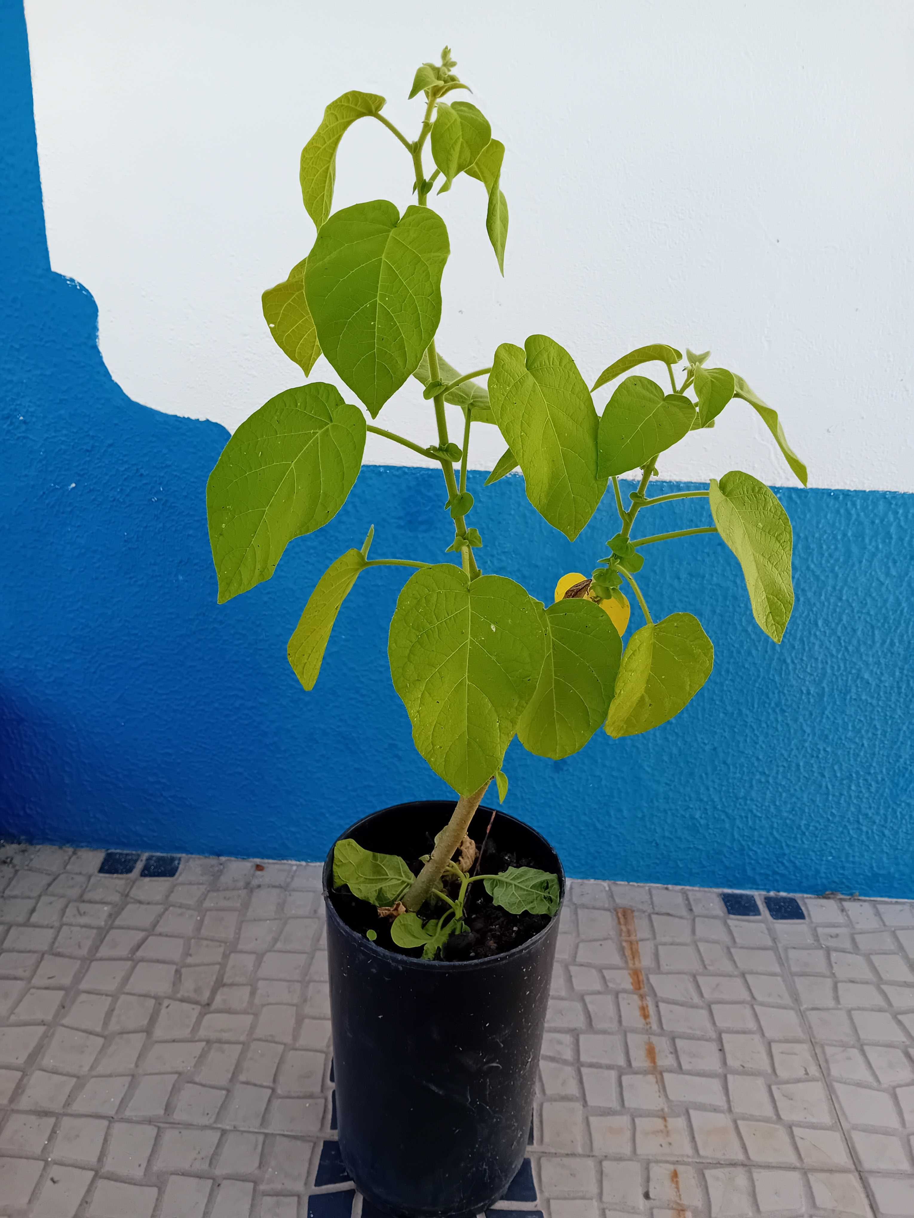 Arvore tamarilho amarelo anao