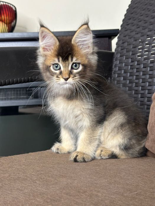 Volt-Kocurek Maine Coon