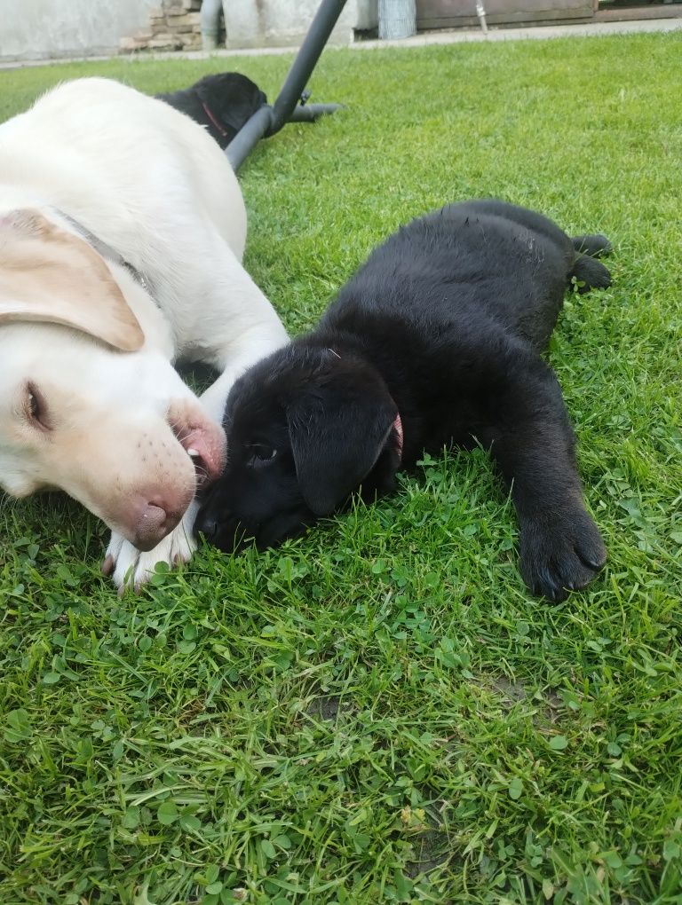 Pieski owczarek niemiecki labrador retriever