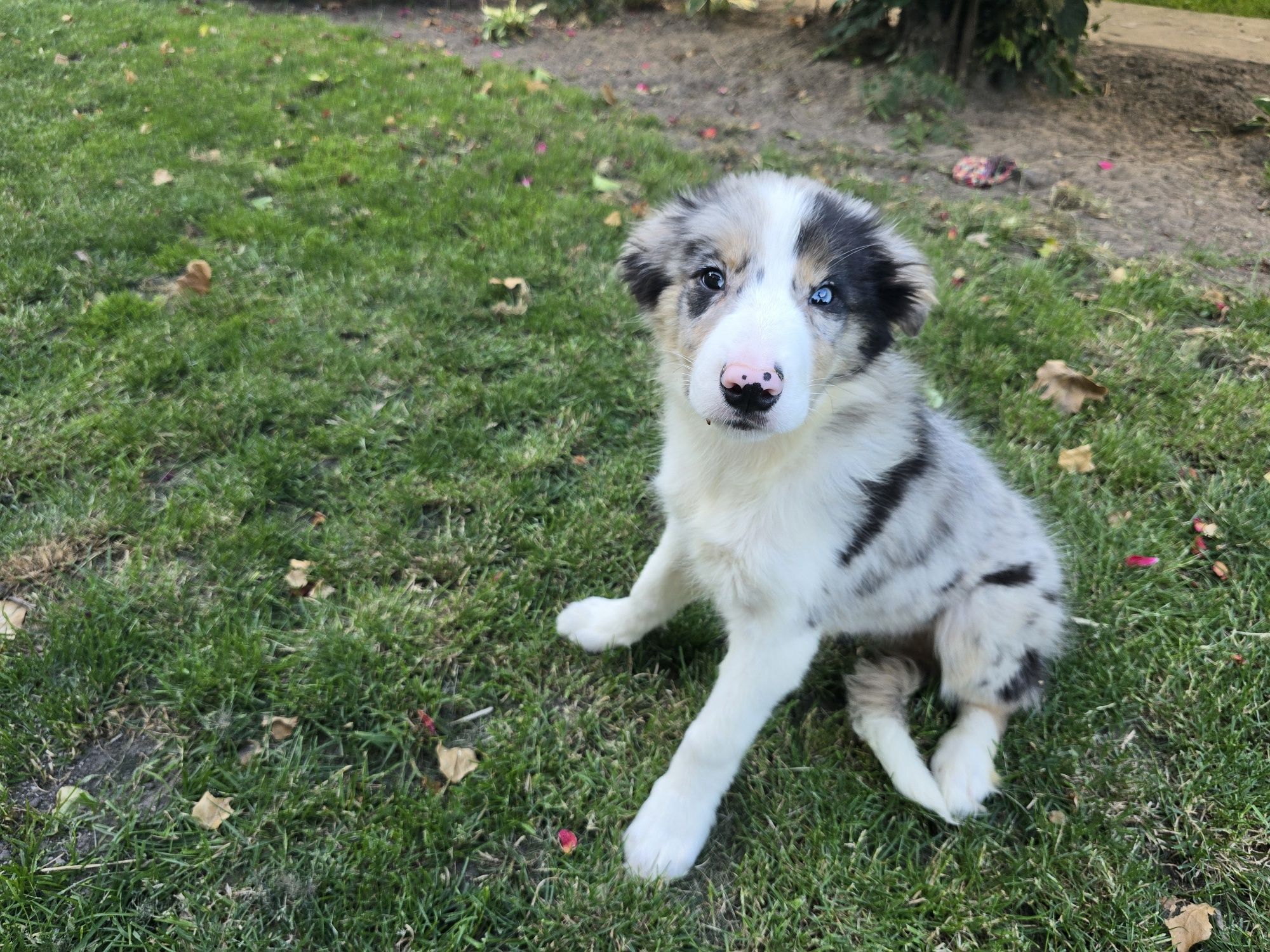 Border Collie ZKwP FCI