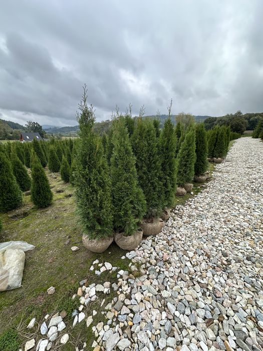 Tuja tuje szmaragd TRANSPORT SADZENIE kora świerk srebrny