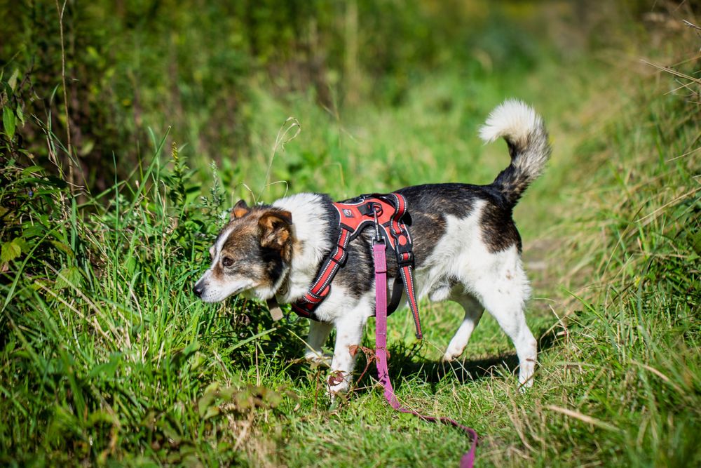 Tołdi – wesoły, bezkonfliktowy psiak szuka domu!  Adopcja