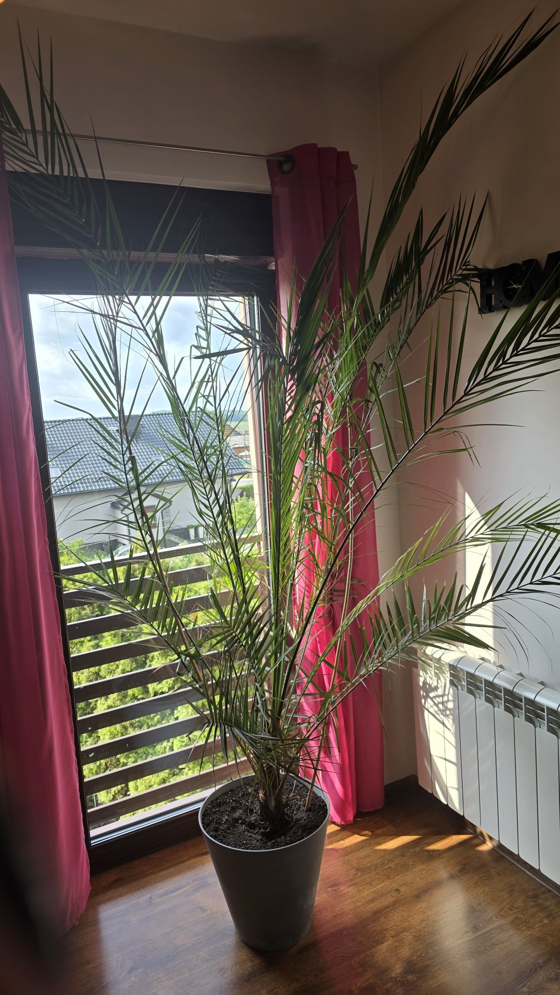 Palma  domowa wysoka zdrowa