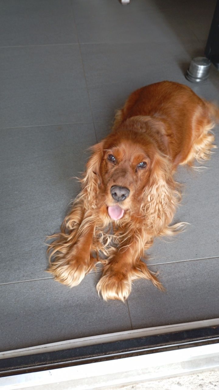 Oddam za darmo Cocker Spaniel