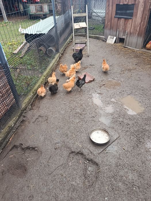 Sprzedam parkę silek i kurczęta