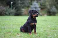 Rottweiler suczka szczeniak top rodowód Zkwp