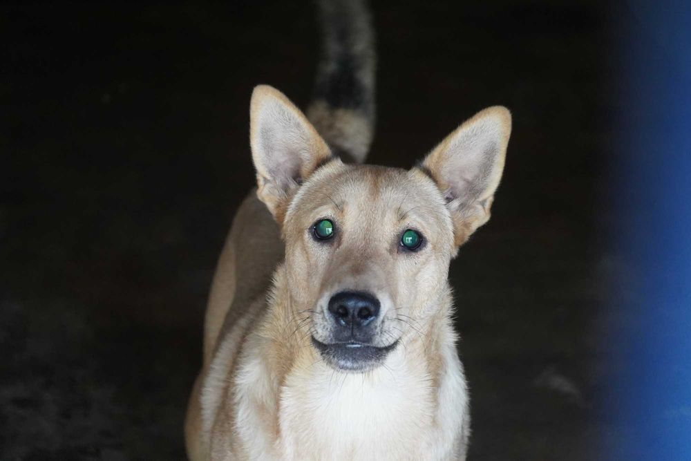 Fosfor - niewidomy pies szuka domu