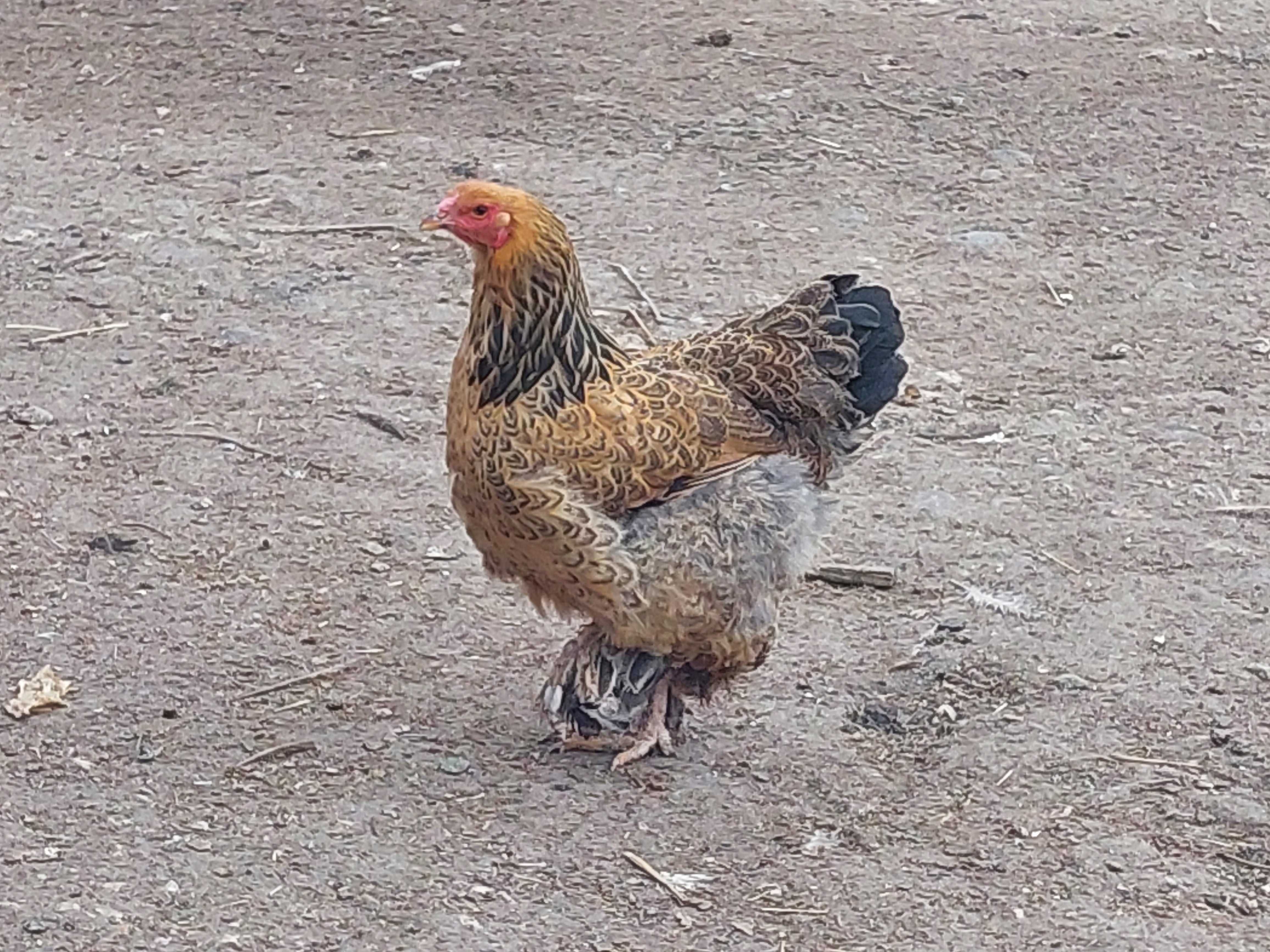 Jaja, jajka lęgowe kury ozdobne kochin czubatka fawerola gołoszyjki