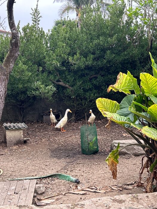 Patos ornamentais