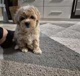 Maltipoo chłopiec mały