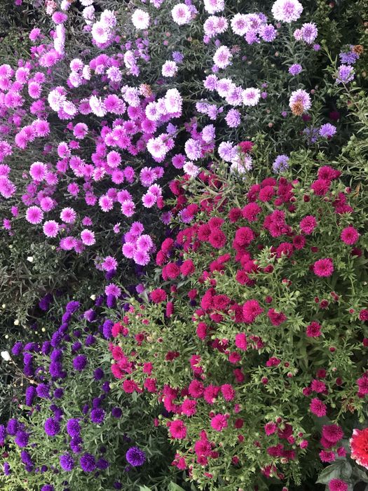 Морозець,айстра багаторічна